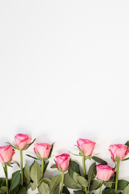 Pink roses arrangement on white copy space background