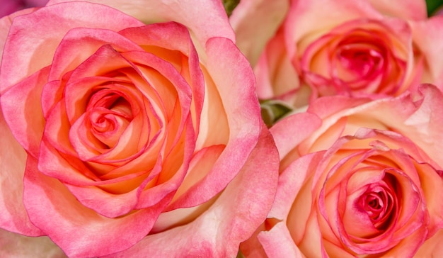 Photo pink roses as background