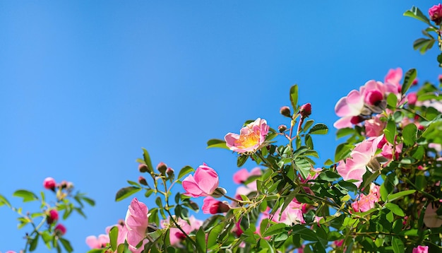 Pink roses on a background of blue sky.