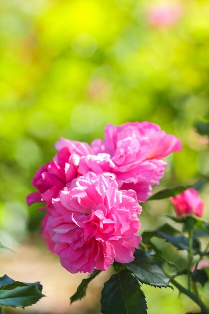 Pink roses bloom in garden pink roses on blurred background copy space
