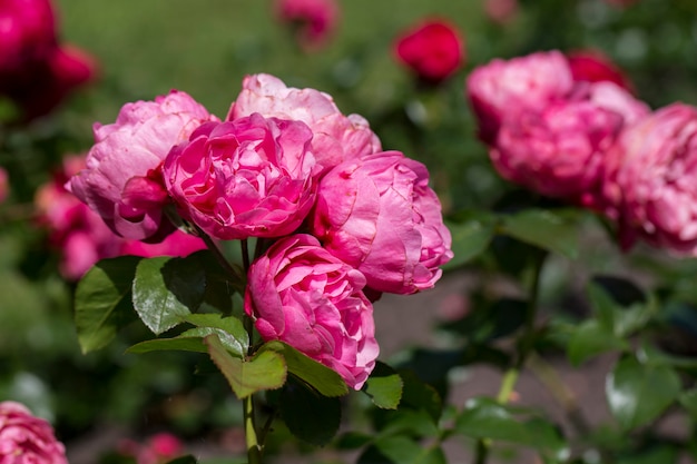 晴れた日に夏に庭にピンクのバラが咲く