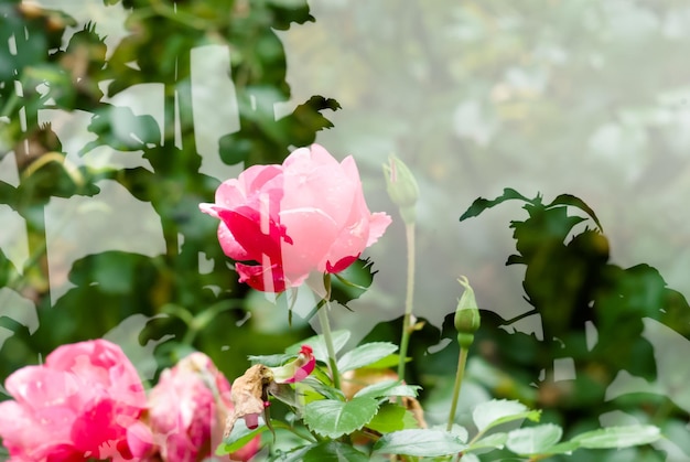 Pink roses blooming seen through glass