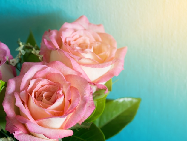 Pink roses on the blue background and morning sun