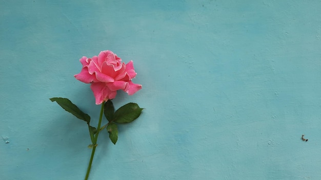 青い背景の上のピンクのバラ