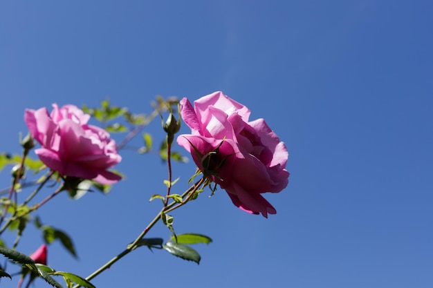 Pink roses in blue sky with copy space