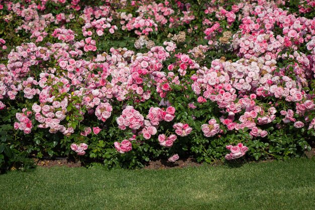 Pink roses in a botanical park in istanbul on display