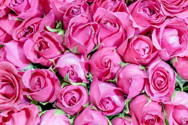 Pink Roses bouquet background