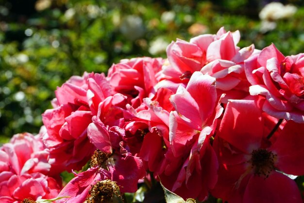 Pink roses bouquet of flowers