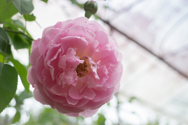 Pink roses bush in the garden