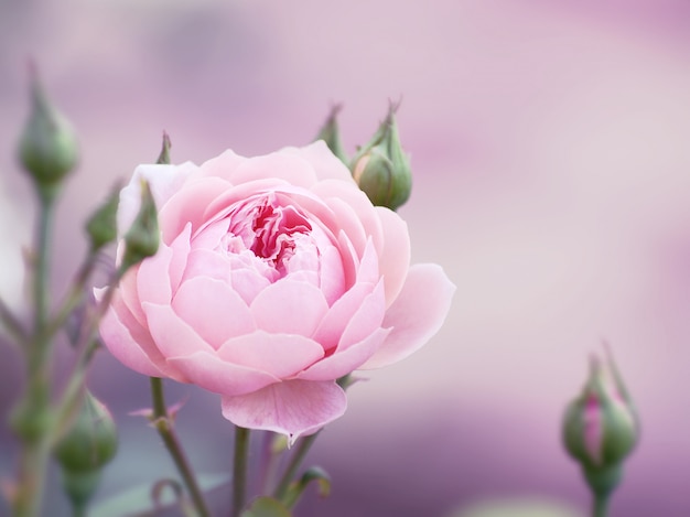 Pink roses on the bush, macro, rose garden