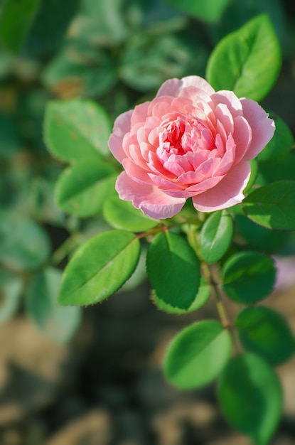 Pink roses on the bush, macro, rose garden