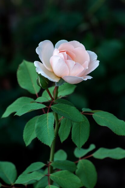 Pink roses on the bush macro rose garden