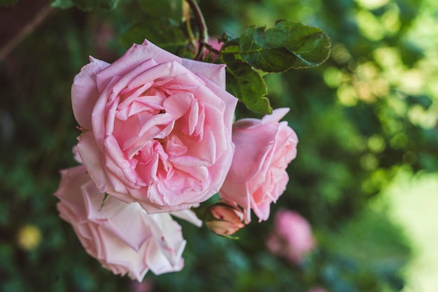 Pink roses on a bush in summer