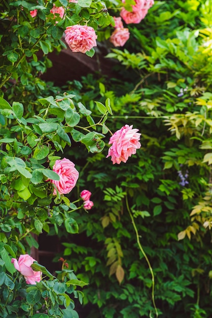 Photo pink roses on a bush in summer