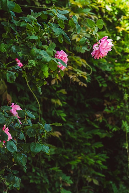 Pink roses on a bush in summer