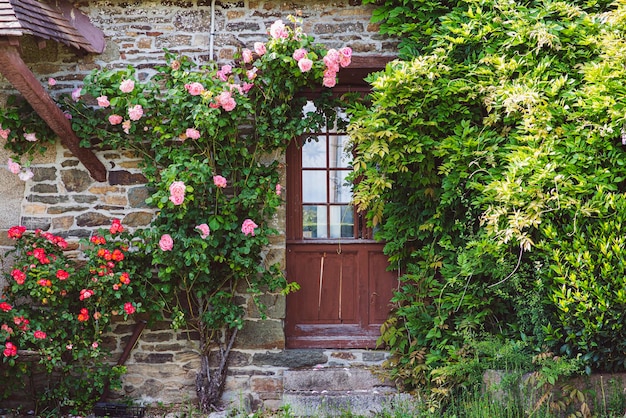 Pink roses on a bush in summer