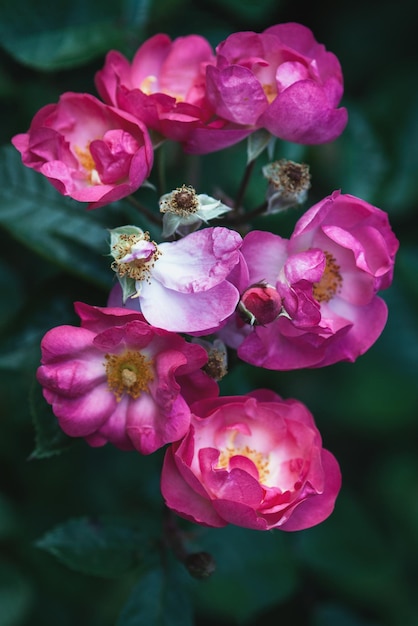 Photo pink roses in the evening garden fleurette rose interplant 1977 summer flowers floral background