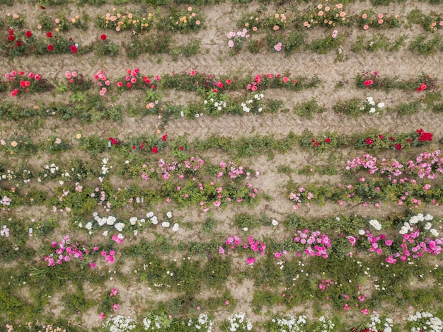 Розовые розы на поле