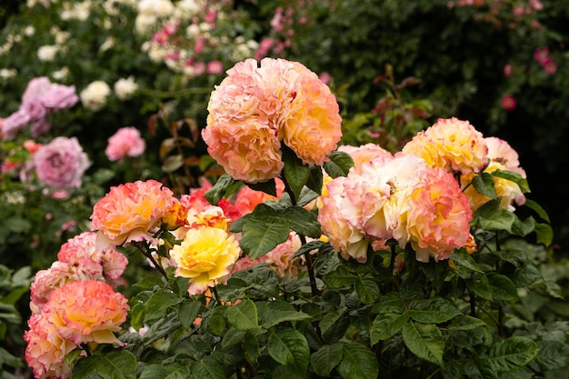 Pink roses floribunda in the garden Beautiful greeting card gardening and rose cultivation