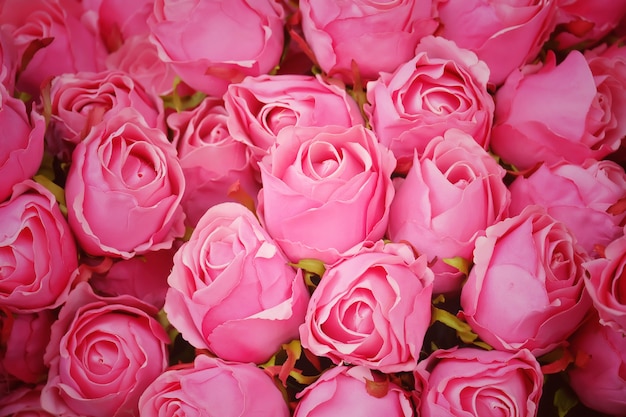 Photo pink roses flower  for background.