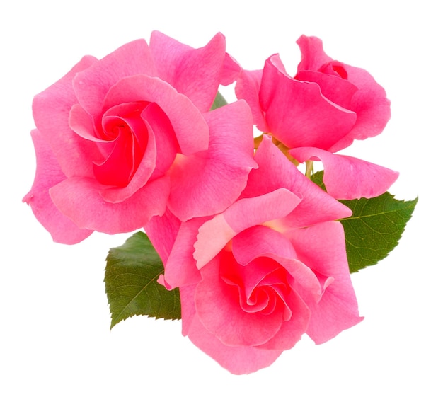 Pink roses flower