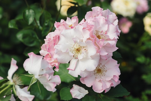 写真 夏の庭の自然の中で屋外で育つピンクのバラの花