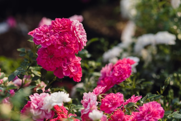 写真 夏の庭の自然の中で屋外で育つピンクのバラの花