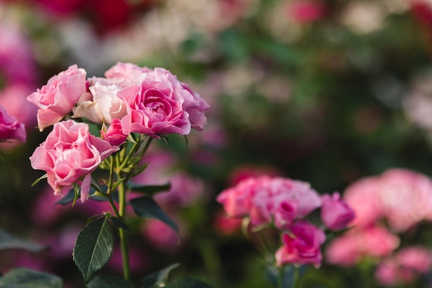 写真 夏の庭の自然の中で屋外で育つピンクのバラの花