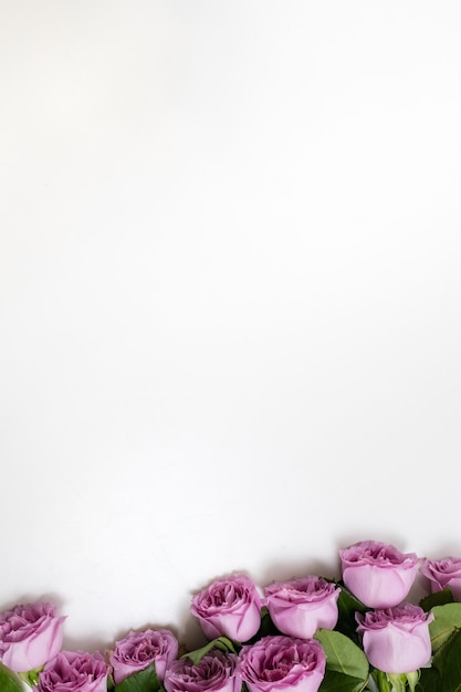 Фото Розовые розы цветы на белом фоне внизу. символ элегантности, ласки и изысканности. концепция свободного пространства