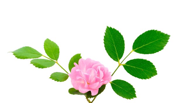 핑크 장미 꽃