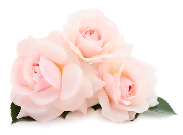 Pink roses flowers