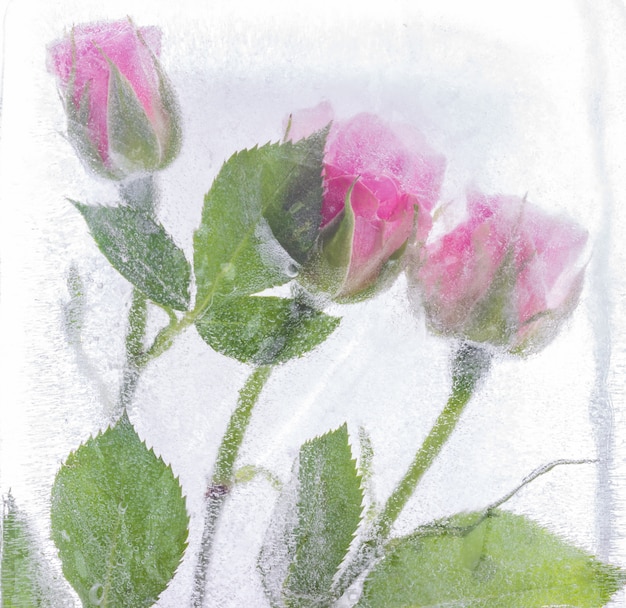 写真 氷で凍結したピンクのバラ。