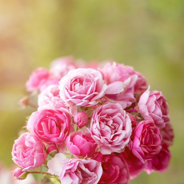 Розовые розы в саду Цветущие