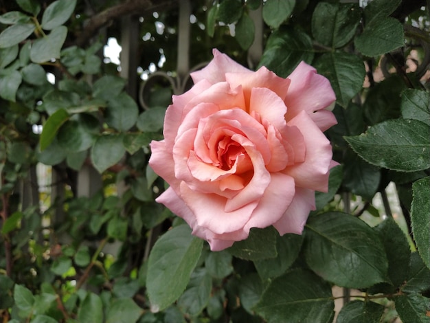 新鮮な緑の葉の背景に庭のつぼみのピンクのバラ