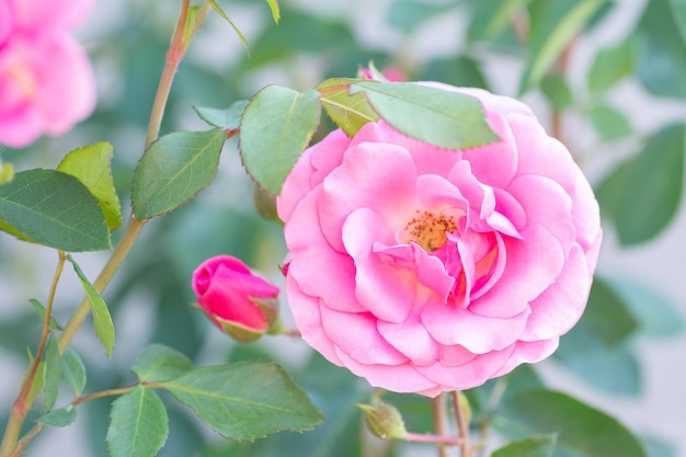 Pink roses in the garden Floral summer background