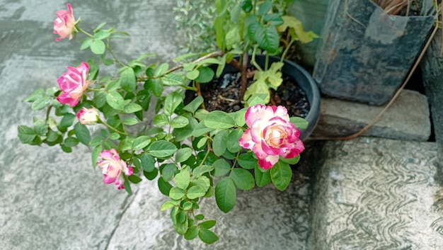 Pink roses at the garden of pink roses in summer time