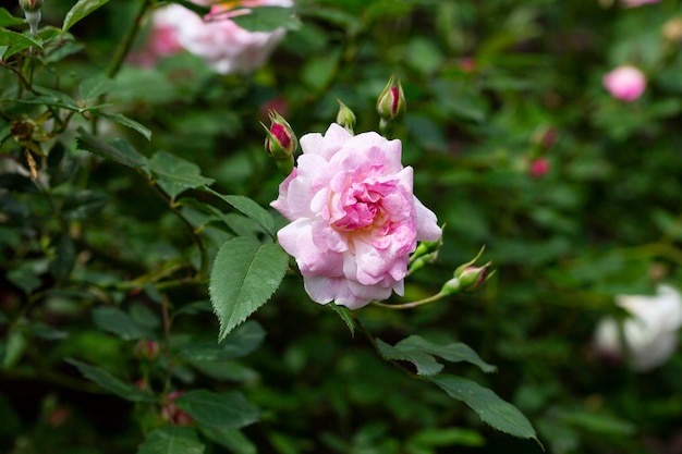 Pink roses in the garden of pink roses