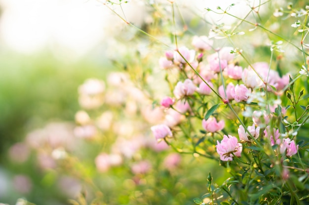 Giardino di rose rosa con sfocatura dello sfondo