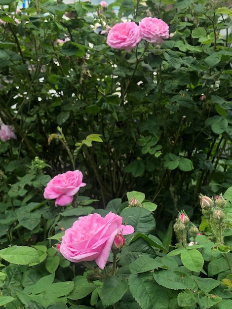 Pink roses in a garden