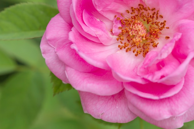 Pink roses in the garden