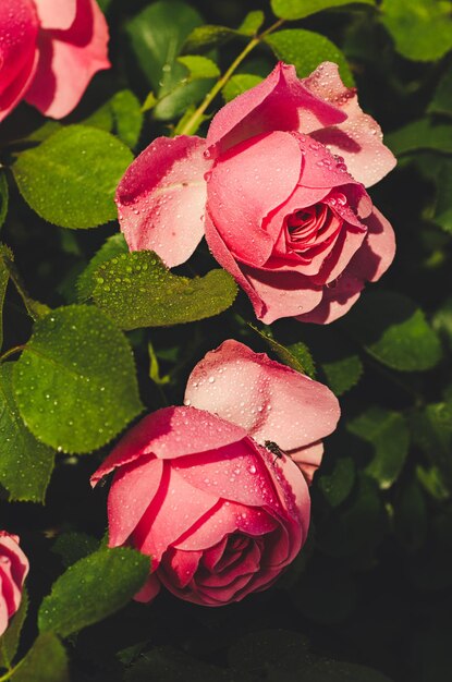 Pink roses garden