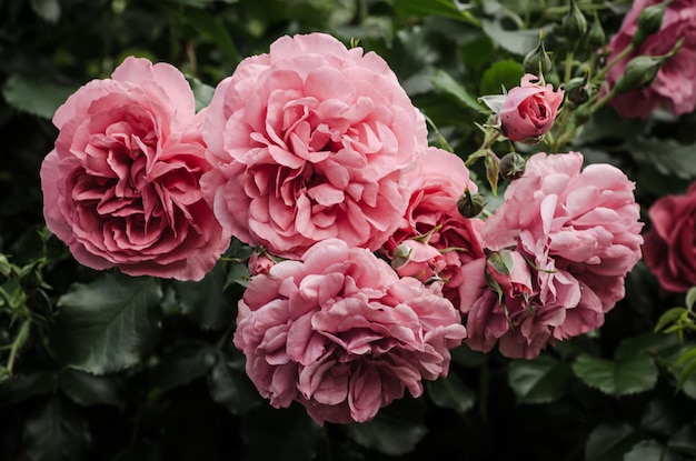 Сад розовых роз