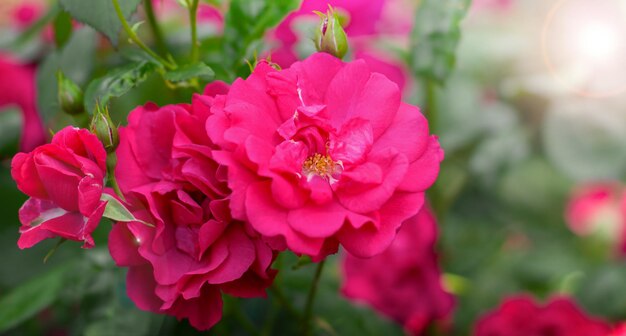 Pink roses in the garden