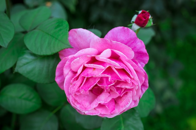 Pink roses in garden