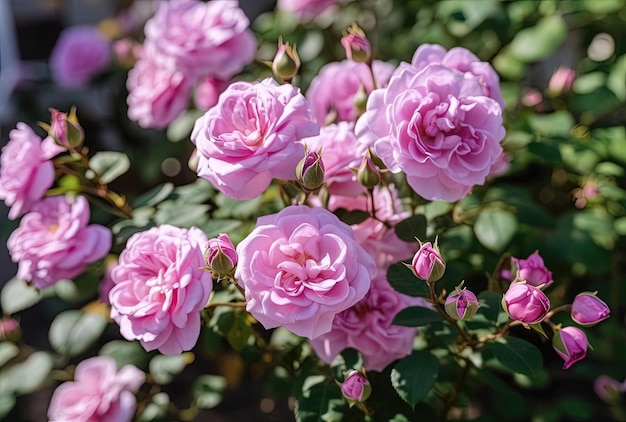 Pink roses in the garden