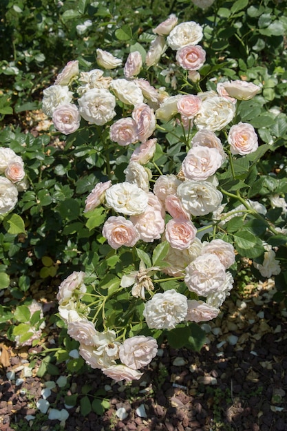 Фото Розовые розы в ботаническом парке в стамбуле
