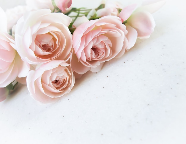 Pink roses isolated on white background perfect for background greeting cards and invitations of the