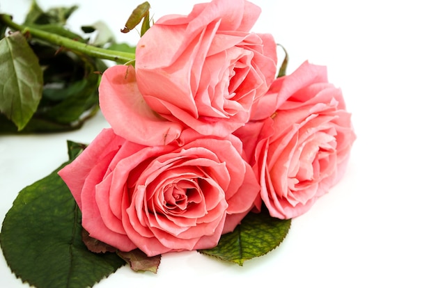 pink roses isolated on white background.