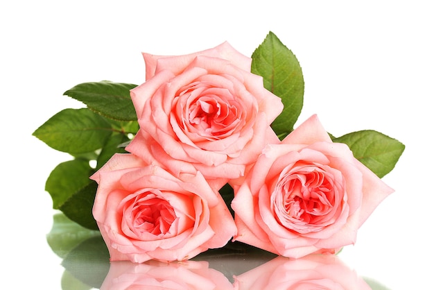 Pink roses isolated on white