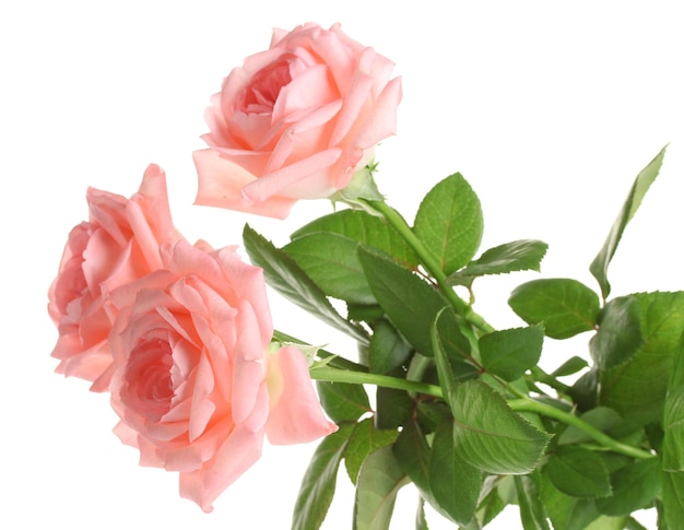 Pink roses isolated on white